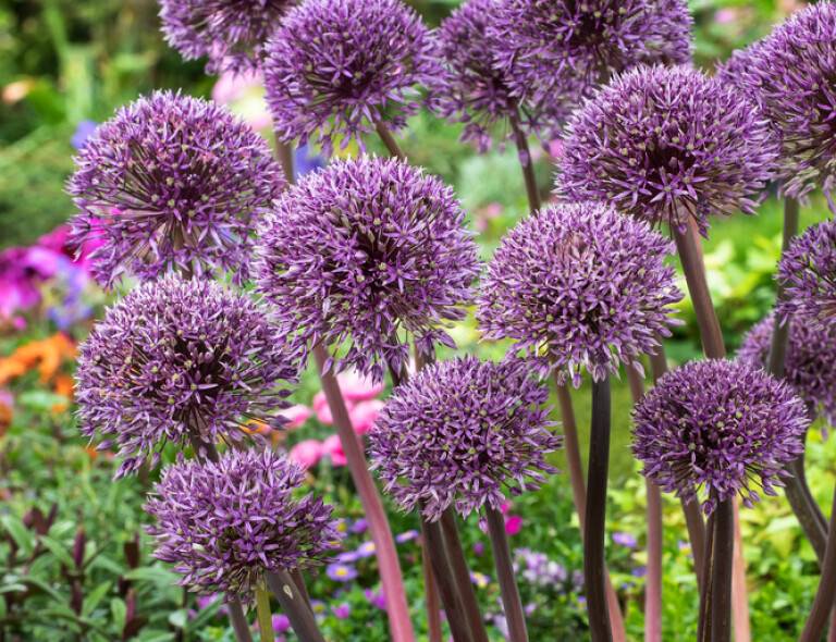 Allium Millenium